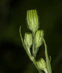 Smooth hawksbeard